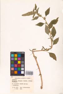 Amaranthus powellii S. Watson, Eastern Europe, Belarus (E3a) (Belarus)