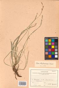 Carex blepharicarpa Franch., Siberia, Russian Far East (S6) (Russia)