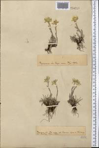 Leontopodium leontopodinum (DC.) Hand.-Mazz., Middle Asia, Pamir & Pamiro-Alai (M2)