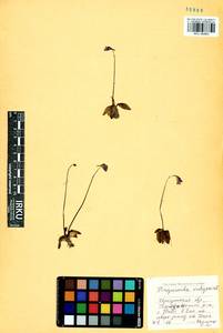 Pinguicula vulgaris L., Siberia, Baikal & Transbaikal region (S4) (Russia)
