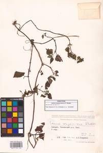 Lamium album subsp. album, Caucasus, Georgia (K4) (Georgia)