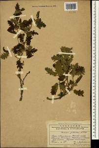 Quercus pubescens Willd. , nom. cons., Crimea (KRYM) (Russia)