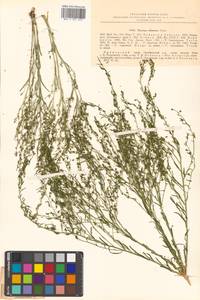 Thesium chinense Turcz., Siberia, Russian Far East (S6) (Russia)