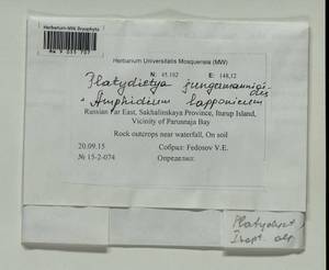 Platydictya jungermannioides (Brid.) H.A. Crum, Bryophytes, Bryophytes - Russian Far East (excl. Chukotka & Kamchatka) (B20) (Russia)