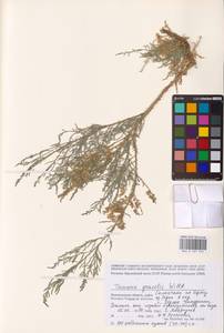 Tamarix gracilis Willd., Eastern Europe, Lower Volga region (E9) (Russia)