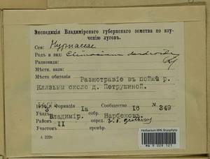 Climacium dendroides (Hedw.) F. Weber & D. Mohr, Bryophytes, Bryophytes - Middle Russia (B6) (Russia)