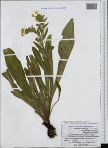 Huynhia pulchra (Willd. ex Roem. & Schult.) Greuter & Burdet, Caucasus, North Ossetia, Ingushetia & Chechnya (K1c) (Russia)