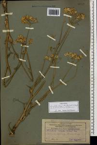 Malabaila sulcata Boiss., Caucasus, Armenia (K5) (Armenia)