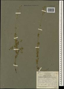 Asperula prostrata (Adams) K.Koch, Caucasus, Dagestan (K2) (Russia)