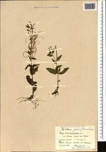 Epilobium parviflorum Schreb., Caucasus, Azerbaijan (K6) (Azerbaijan)