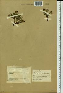 Arctogeron gramineum (L.) DC., Siberia, Altai & Sayany Mountains (S2) (Russia)