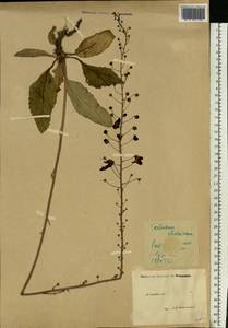 Verbascum phoeniceum L., Eastern Europe, Moscow region (E4a) (Russia)