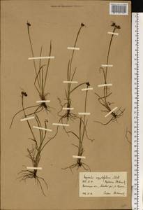 Sisyrinchium montanum Greene, Eastern Europe, Central region (E4) (Russia)