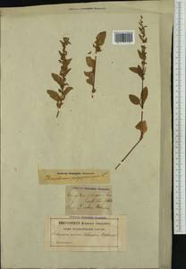 Lipandra polysperma (L.) S. Fuentes, Uotila & Borsch, Western Europe (EUR) (Sweden)