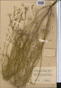 Chondrilla leiosperma Kar. & Kir., Middle Asia, Western Tian Shan & Karatau (M3) (Uzbekistan)
