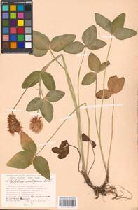 Trifolium ambiguum M.Bieb., Eastern Europe, Moscow region (E4a) (Russia)