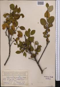 Cotoneaster uniflorus Bunge, Middle Asia, Northern & Central Tian Shan (M4) (Kyrgyzstan)