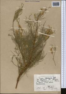 Tamarix ramosissima Ledeb., Middle Asia, Caspian Ustyurt & Northern Aralia (M8) (Kazakhstan)