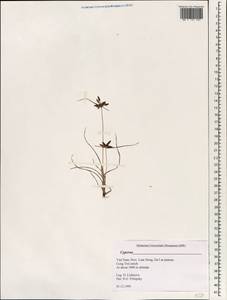 Cyperus, South Asia, South Asia (Asia outside ex-Soviet states and Mongolia) (ASIA) (Vietnam)