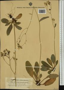 Hieracium transylvanicum Heuff., Western Europe (EUR) (Romania)