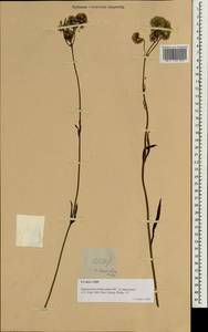 Eupatorium lindleyanum DC., South Asia, South Asia (Asia outside ex-Soviet states and Mongolia) (ASIA) (Philippines)