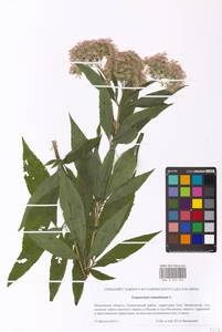 Eupatorium cannabinum L., Eastern Europe, Moscow region (E4a) (Russia)