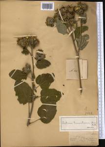 Arctium tomentosum Mill., Middle Asia, Dzungarian Alatau & Tarbagatai (M5) (Kazakhstan)