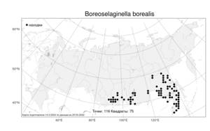 Boreoselaginella borealis (Kaulf.) Li Bing Zhang & X. M. Zhou, Atlas of the Russian Flora (FLORUS) (Russia)