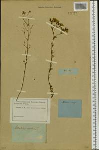 Chamaerhodos erecta (L.) Bunge, Siberia, Baikal & Transbaikal region (S4) (Russia)