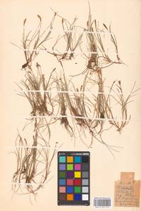 Carex dioica L., Eastern Europe, North-Western region (E2) (Russia)