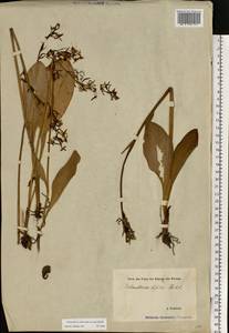 Platanthera chlorantha (Custer) Rchb., Eastern Europe, Estonia (E2c) (Estonia)