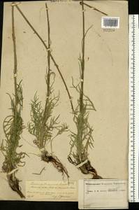 Jurinea mollis (L.) Rchb., Eastern Europe, Central forest-and-steppe region (E6) (Russia)