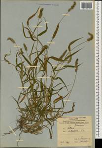 Setaria verticillata (L.) P.Beauv., Caucasus, Azerbaijan (K6) (Azerbaijan)