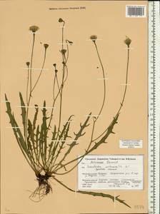 Scorzoneroides autumnalis subsp. autumnalis, Eastern Europe, Belarus (E3a) (Belarus)