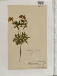 Geranium pratense L., Eastern Europe, Volga-Kama region (E7) (Russia)