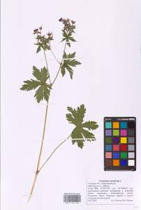 Geranium sylvaticum L., Eastern Europe, North-Western region (E2) (Russia)