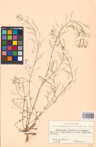 Arabidopsis thaliana (L.) Heynh., Eastern Europe, Moscow region (E4a) (Russia)