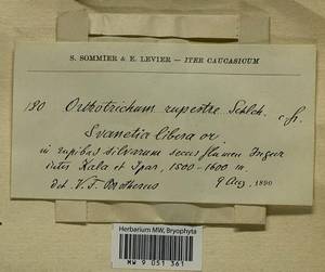 Lewinskya rupestris (Schleich. ex Schwägr.) F. Lara, Garilleti & Goffinet, Bryophytes, Bryophytes - Transcaucasia (B13) (Georgia)