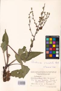 MHA 0 159 038, Verbascum chaixii Vill., Eastern Europe, Lower Volga region (E9) (Russia)
