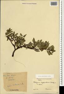 Salix kazbekensis A. Skvorts., Caucasus, Krasnodar Krai & Adygea (K1a) (Russia)