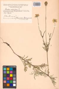 Scabiosa ochroleuca L., Eastern Europe, Moscow region (E4a) (Russia)