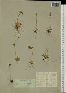 Primula borealis Duby, Siberia, Chukotka & Kamchatka (S7) (Russia)