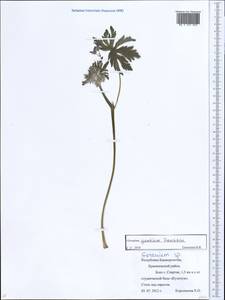 Geranium pseudosibiricum J. Mayer, Eastern Europe, Eastern region (E10) (Russia)