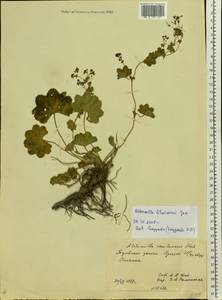 Alchemilla litwinowii Juz., Eastern Europe, Central region (E4) (Russia)