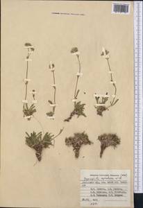 Gypsophila cephalotes (Schrenk) F.N. Williams, Middle Asia, Pamir & Pamiro-Alai (M2) (Kyrgyzstan)