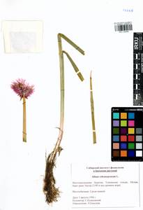 Allium schoenoprasum L., Siberia, Baikal & Transbaikal region (S4) (Russia)