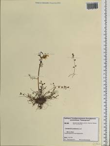 Cardamine pratensis L., Siberia, Central Siberia (S3) (Russia)