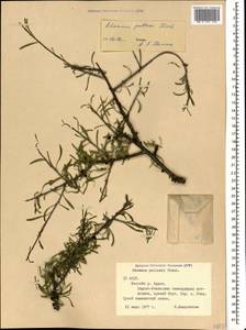 Rhamnus erythroxyloides subsp. erythroxyloides, Caucasus, North Ossetia, Ingushetia & Chechnya (K1c) (Russia)