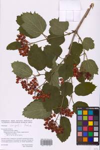 Viburnum sargentii Koehne, Eastern Europe, Central region (E4) (Russia)