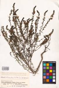 MHA 0 161 859, Odontites luteus (L.) Clairv., Eastern Europe, Lower Volga region (E9) (Russia)